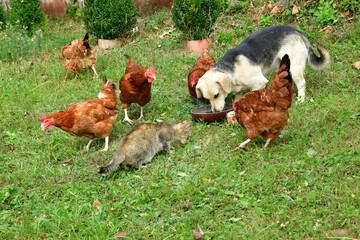 Domestic chicken with dog and cat eating on the grass on field  - 778686886