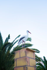 Stork bird on the roof at blue sky with tropical leaves, Newborn and Delivey Babies concept - 778687213