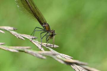 Macrophotography of dragonfly hunting for mosquito and eating a fly - 778688818