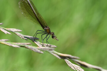 Dragonfly hunts and eating fly near the river macro - 778688822
