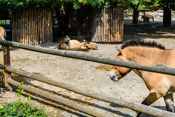 Przewalski wild horses (Equus przewalskii or Equus ferus przewalskii) or mongolian wild horses in a...