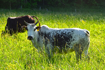 Zwergzebu,  Zebu-Linie, Bos taurus indicus