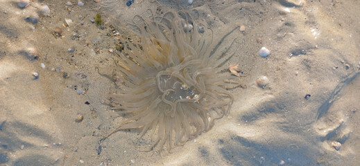 Jellyfish on the sand in the sea