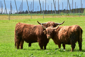 Schottisches Hochlandrind, Highlands, Tierhaltung