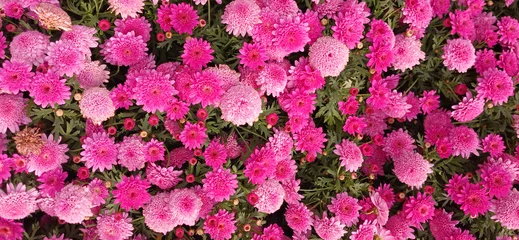 Foto auf Alu-Dibond pink and beautiful flowers © Zahzethr