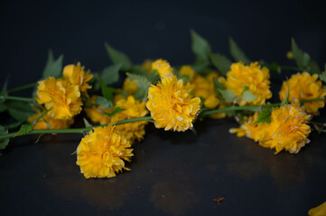 fleurs jaune