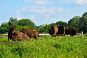 Obraz premium Wisent, Europäische Bison, Bos bonasus