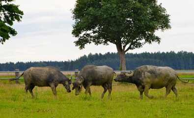 Wasserbüffel, Haus-Wasserbüffel, Bubalus arnee