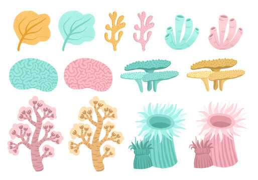 Corals drawing