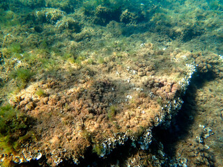 Vista subacquea del fondale marino di San Lorenzo in Sicilia con pesci alghe e coralli 130