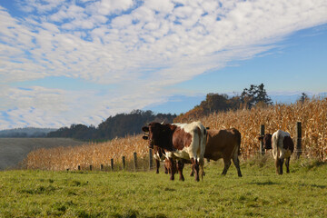 Kühe, Rinder,  Pinzgauer auf der Weide
