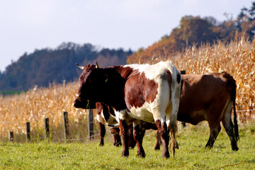 Kühe, Rinder,  Pinzgauer auf der Weide - obrazy, fototapety, plakaty