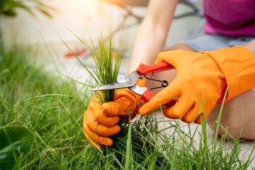 A young woman takes care of the garden and cutting grass