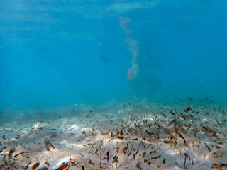 vista subacquea di un fondale marino di San Lorenzo in Sicilia