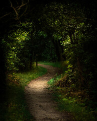 Fototapeta premium Path into the unknown 