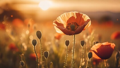 beautiful red common poppy flower images illustration wallpaper ai generated art