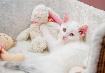 white kitten