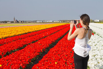 Woman at a typical dutch landscape with red and yellow tulips