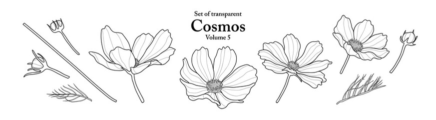 A series of isolated flower in cute hand drawn style. Cosmos in black outline on transparent background. Drawing of floral elements for coloring book or fragrance design. Volume 5. © Plawarn
