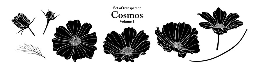 A series of isolated flower in cute hand drawn style. Silhouette Cosmos on transparent background. Drawing of floral elements for coloring book or fragrance design. Volume 1.