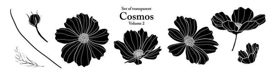 A series of isolated flower in cute hand drawn style. Silhouette Cosmos on transparent background. Drawing of floral elements for coloring book or fragrance design. Volume 2.