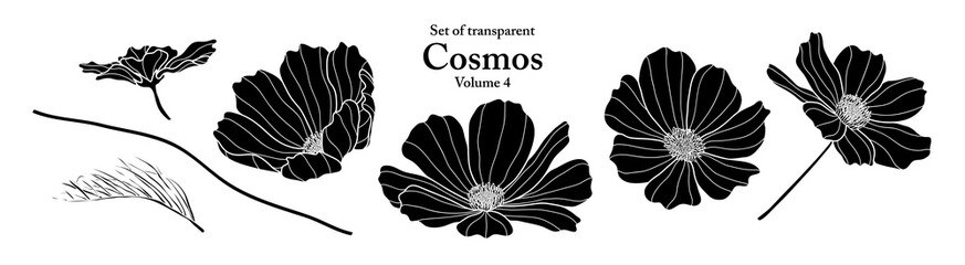 A series of isolated flower in cute hand drawn style. Silhouette Cosmos on transparent background. Drawing of floral elements for coloring book or fragrance design. Volume 4.