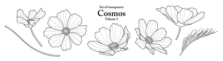 A series of isolated flower in cute hand drawn style. Cosmos in black outline and white plain on transparent background. Drawing of floral elements for coloring book or fragrance design. Volume 1. - obrazy, fototapety, plakaty