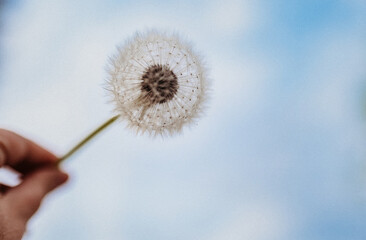 Fototapeta premium dandelion
