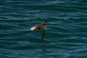 duck swimming in the water