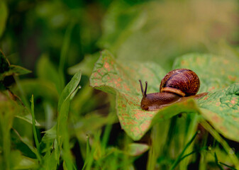 snail on a leaf