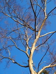アキニレの枯れ木と冬の青空