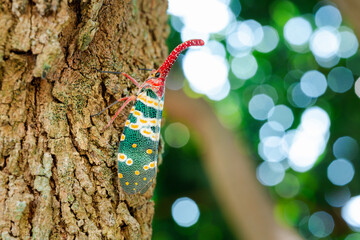 Experience the vibrant summer beetles with a close-up of fulgorid red and green bug, showcasing the...