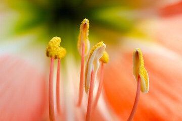 Explore the intricate details of botanical wonders with a macro view of orange amaryllis flower's stamens and pistil in full summer bloom - obrazy, fototapety, plakaty