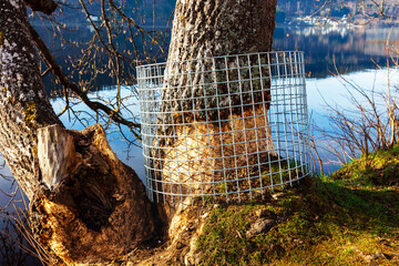 Metallgitter als Schutz vor Biberbiss an einem Laubbaum am Titisee im Schwarzwald