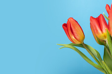 Tulips with copy space, bright blooms, blue background, floral gift