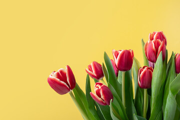 Tulips on a yellow background with copy space, flower arrangement, springtime blossoms, fresh...