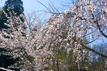 日本・石川県かほく市うのけ総合公園のしだれ桜