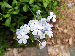 A cluster of delicate Plumbago auriculata (Cape leadwort or blue plumbago) with dark centers, surrounded by lush green foliage. The flowers are in full bloom, displaying vibrant blue petals.