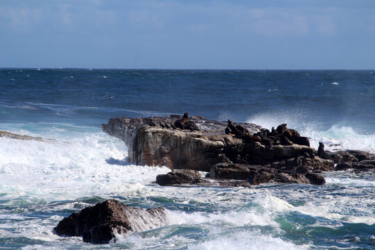 Turbulent ocean water with Seals sitting on a rock : (pix Sanjiv Shukla)