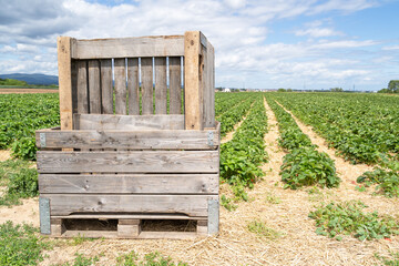Wooden crate in the strawberry farm