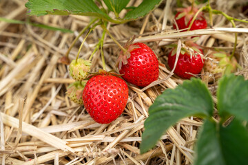 Fresh strawberries in the field 