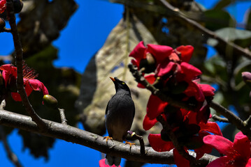 The Javan myna, also known as the white vented myna bird perched on a branch of a red and orange...