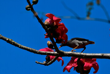 Pied myna or Asian pied starling or Gracupica contra ground perched on a branch of a red and orange...