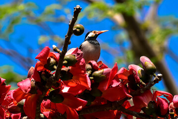Pied myna or Asian pied starling or Gracupica contra ground perched on a branch of a red and orange cotton flowers tree in nature. - obrazy, fototapety, plakaty
