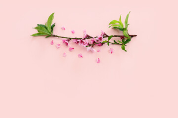 image of spring white cherry blossoms tree over pink pastel background - 778707269