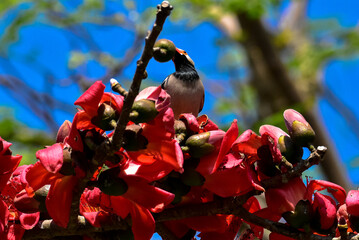 Pied myna or Asian pied starling or Gracupica contra ground perched on a branch of a red and orange cotton flowers tree in nature. - obrazy, fototapety, plakaty