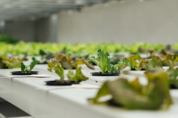 Hydroponics System growing vegetables, Salad in a garden in Ukraine.