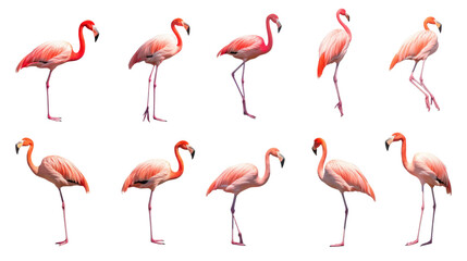 Flamingo bird, many angles and view portrait side back head shot isolated on transparent background 