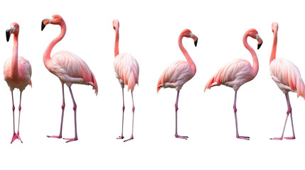 Flamingo bird, many angles and view portrait side back head shot isolated on transparent background 
