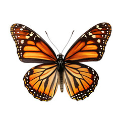 Butterfly isolated on white background